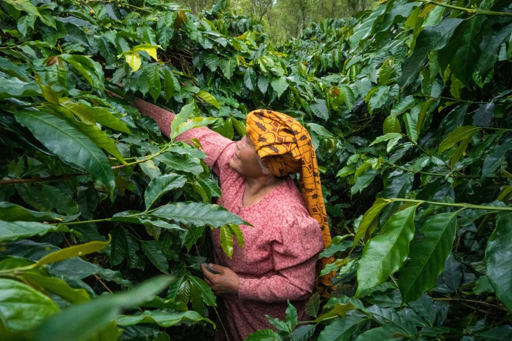 GARMINDO female producer C/o Café Imports