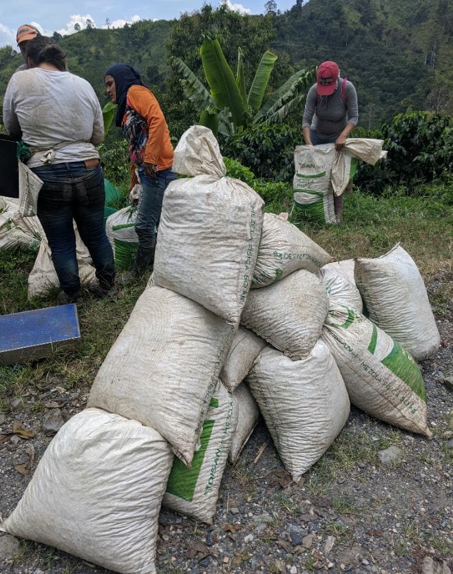 Coffee pickers in Manizales, Colombia weighing the cherries picked in one morning