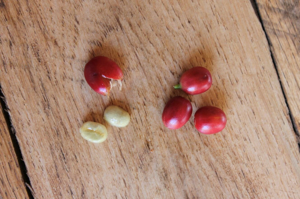 the pulp and seed of the coffee fruit