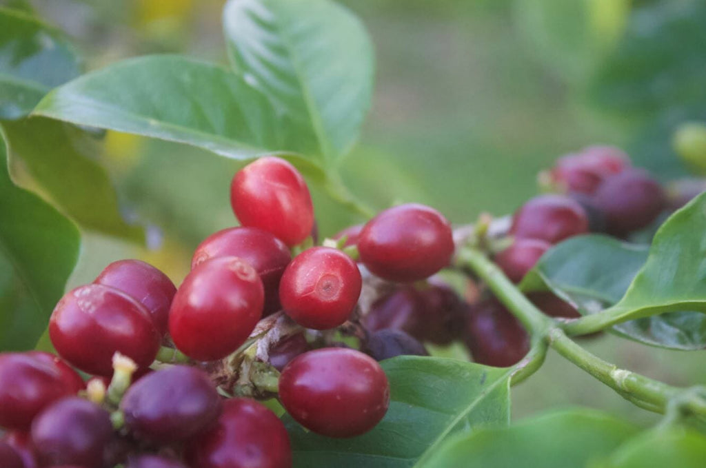 Ripe coffee cherries from the Catuai cultivar