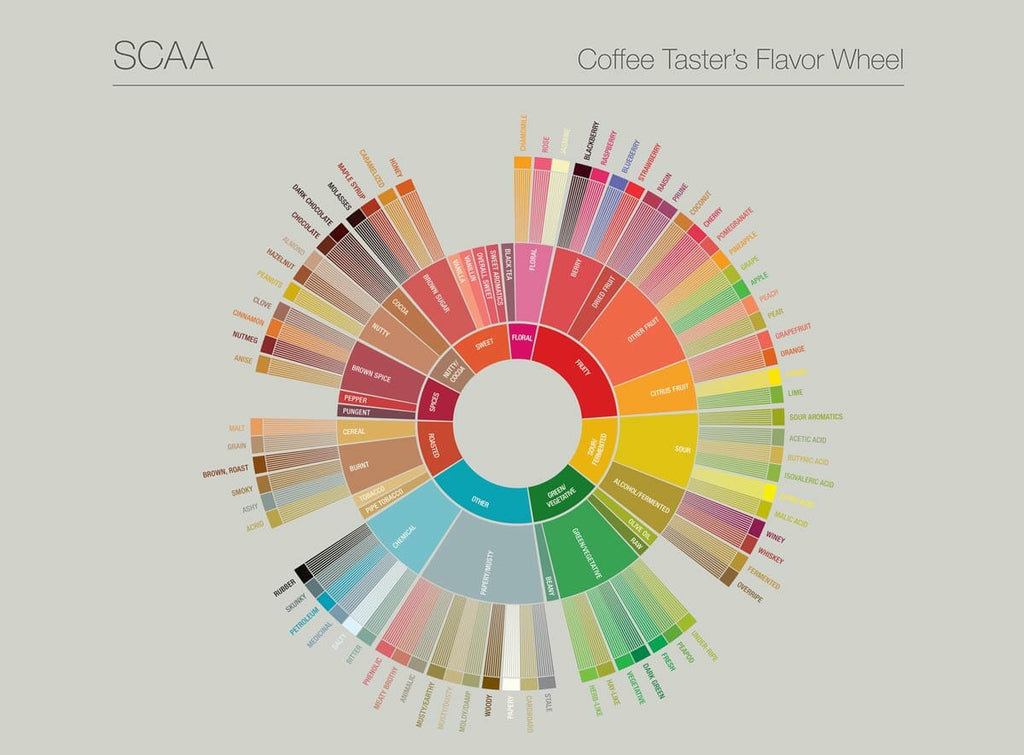 SCA coffee tasting wheel