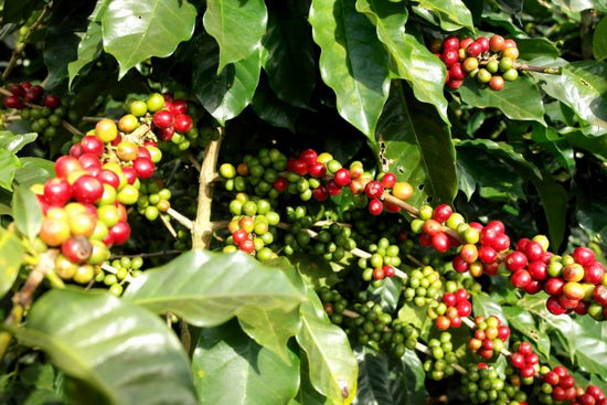 Coffee Varieties 101