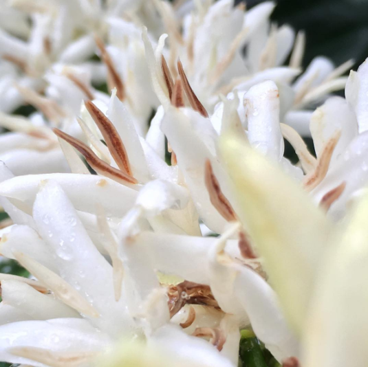 A coffee plant in full and beautiful bloom @lapalmayucatan